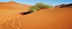 Deserto, strada della salvezza (Anna Maria Canopi OSB)